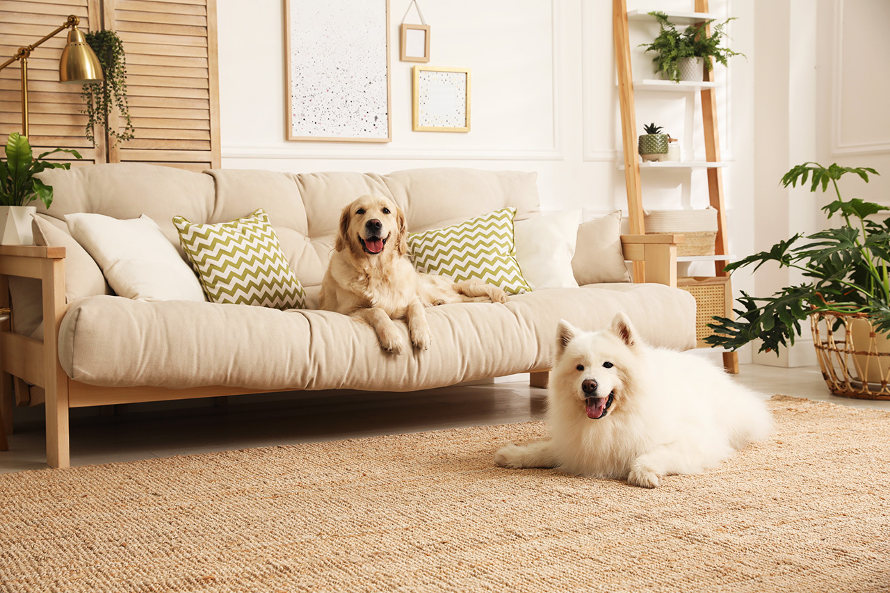 Cani adorabili che riposano nel soggiorno moderno